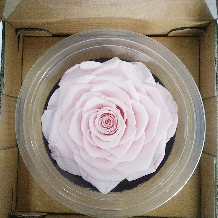 
9-10cm Preserved Rose Head For Ornament Everlasting Flower 