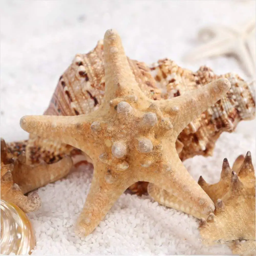 new products sea Theme Natural Colorful Shells Starfish sea decoration