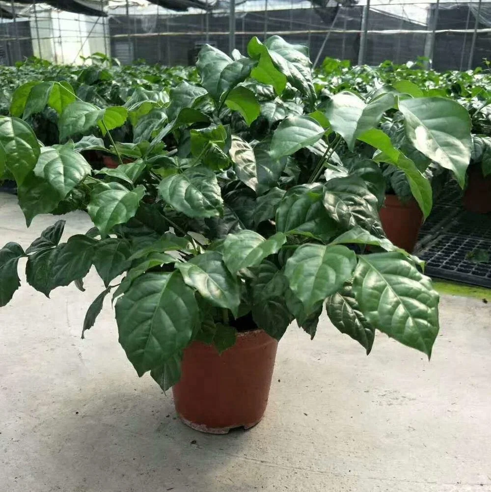 Оптовая продажа, Листва растений, радермахера хайнансис Мерр. Растение