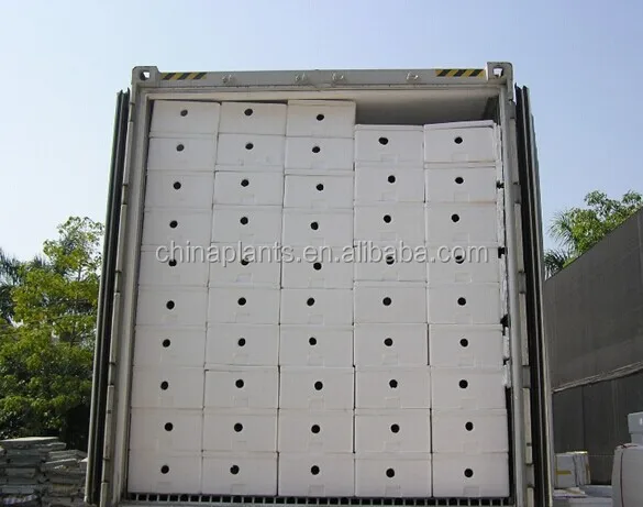 
LUCKY BAMBOO (heart shape ) 