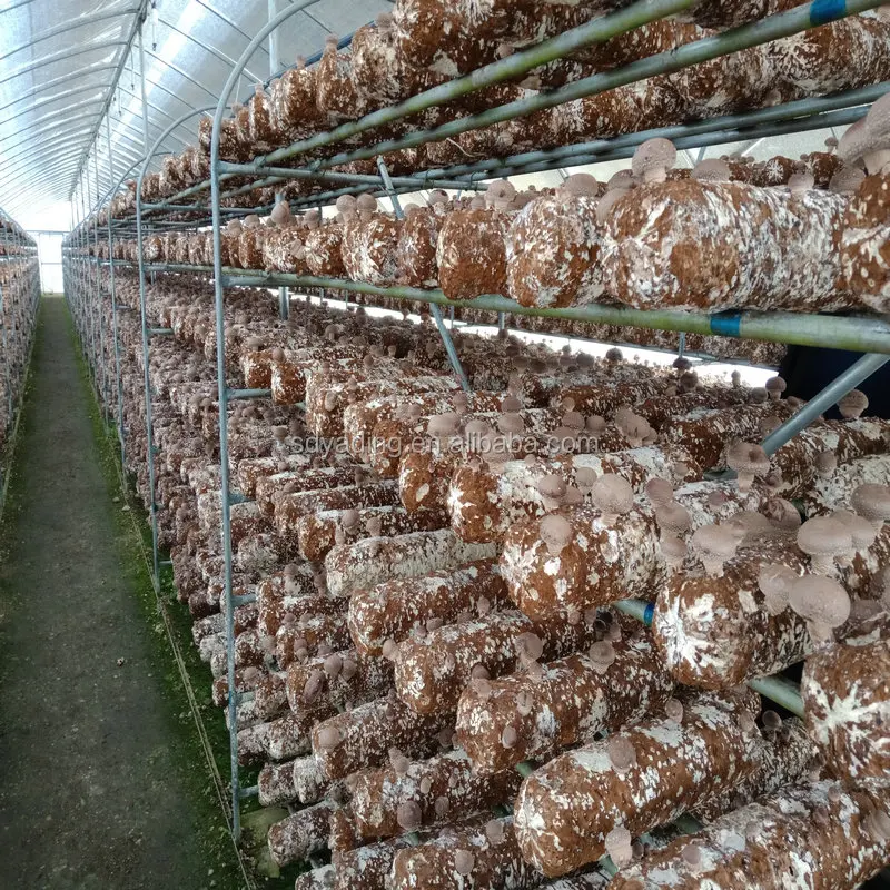 9m Single Tunnel 200 Micron Plastic Film Mushroom Greenhouse