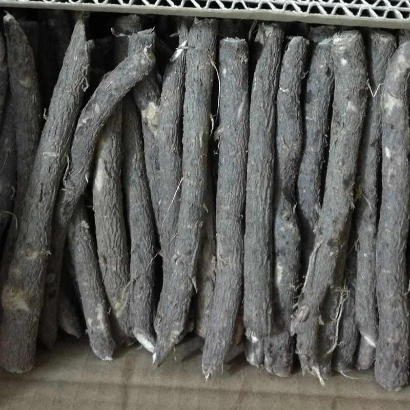 
quarantine diploid fungicide and pesticide treated paulownia 9502 big root with phytosanitary certificate 