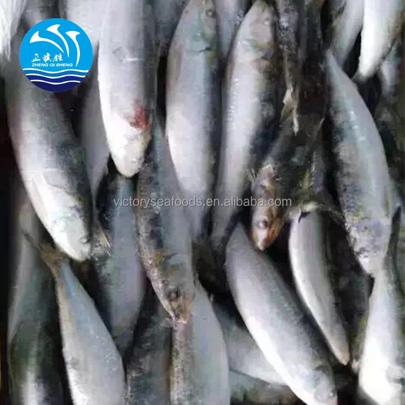 Frozen Sardine Fish Meal Dried Sardine Factory