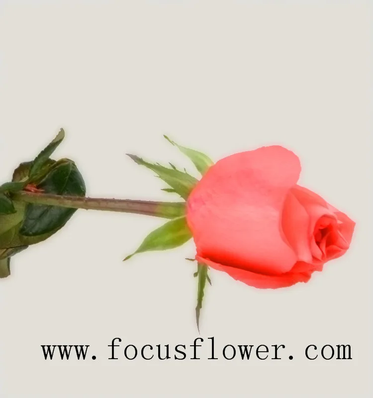 Рекламные природных роза цветы голландии роз кинозвезда для дома из провинции юньнань