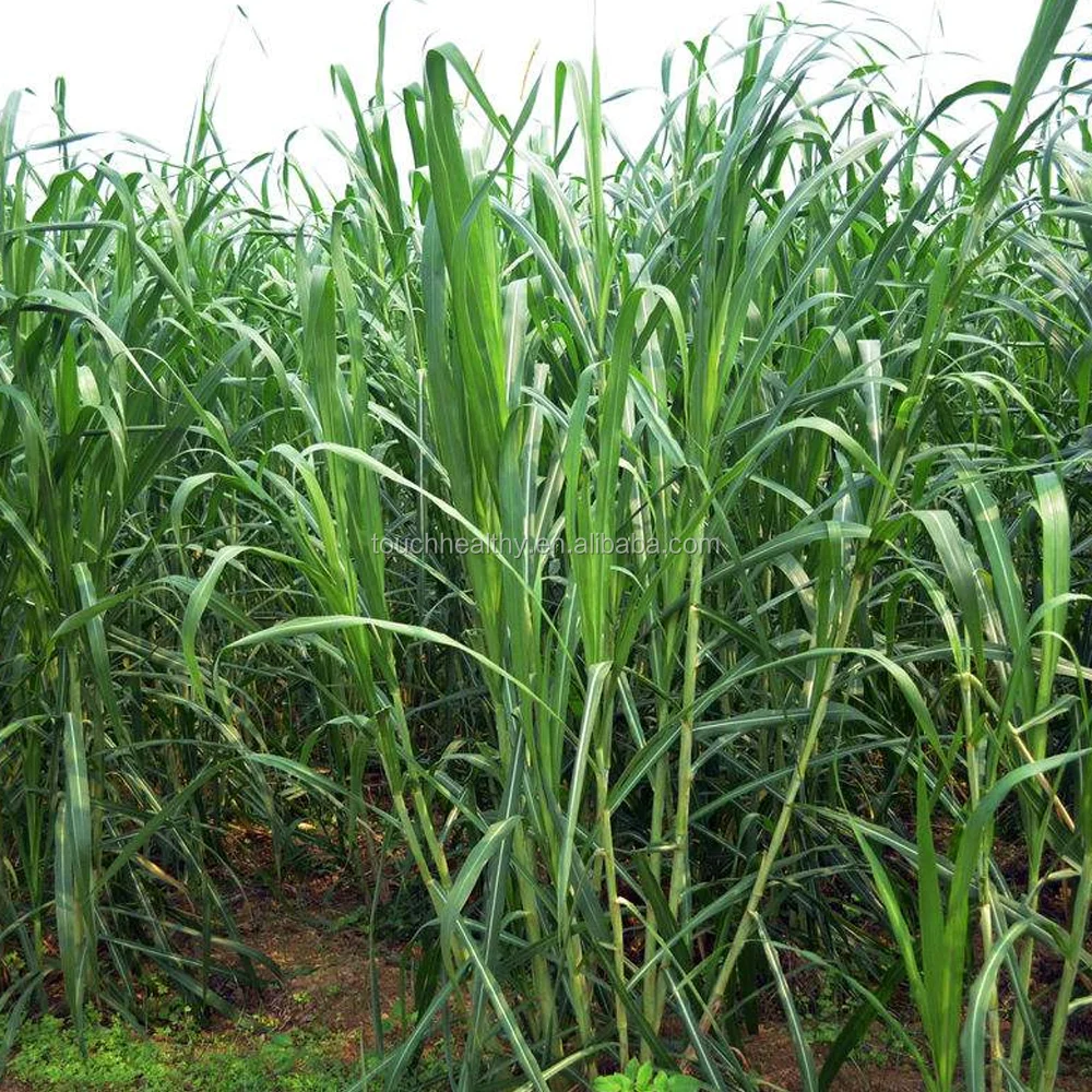 2021 Pennisetum purpureum Schum grass seeds forage seeds