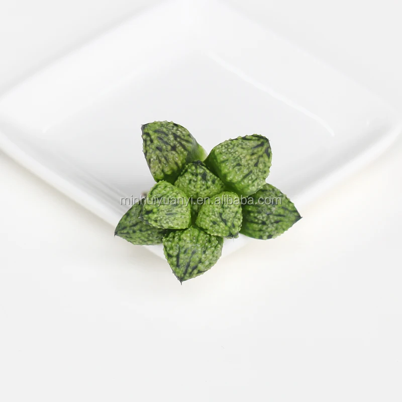  Суккулентное растение Haworthia