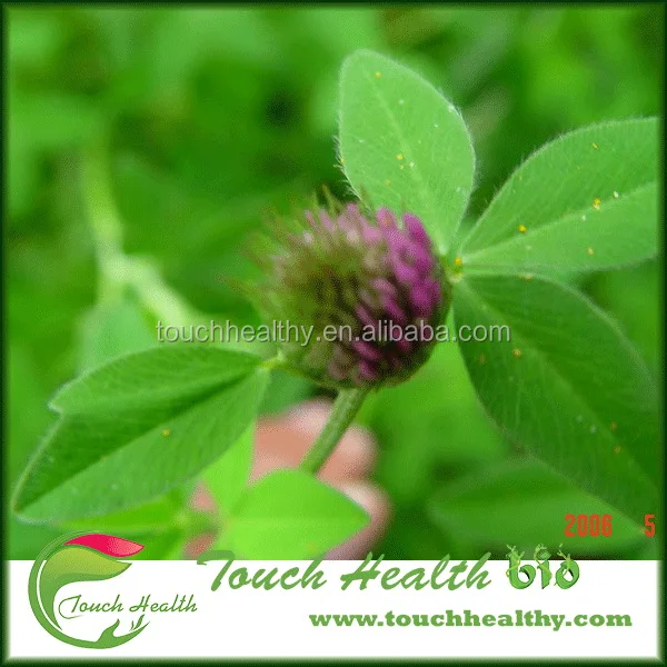 2021 Red Clover seeds/ T.prate nse Linn seeds/forage grass seeds