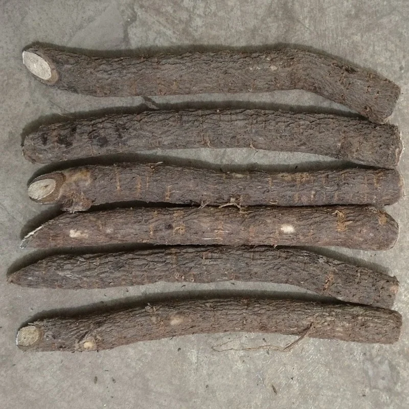 
Paulownia Tomentosa Root Cuttings for planting 