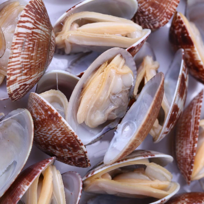Живые морепродукты, полностью очищенное готовое мясо из моллюск BQF
