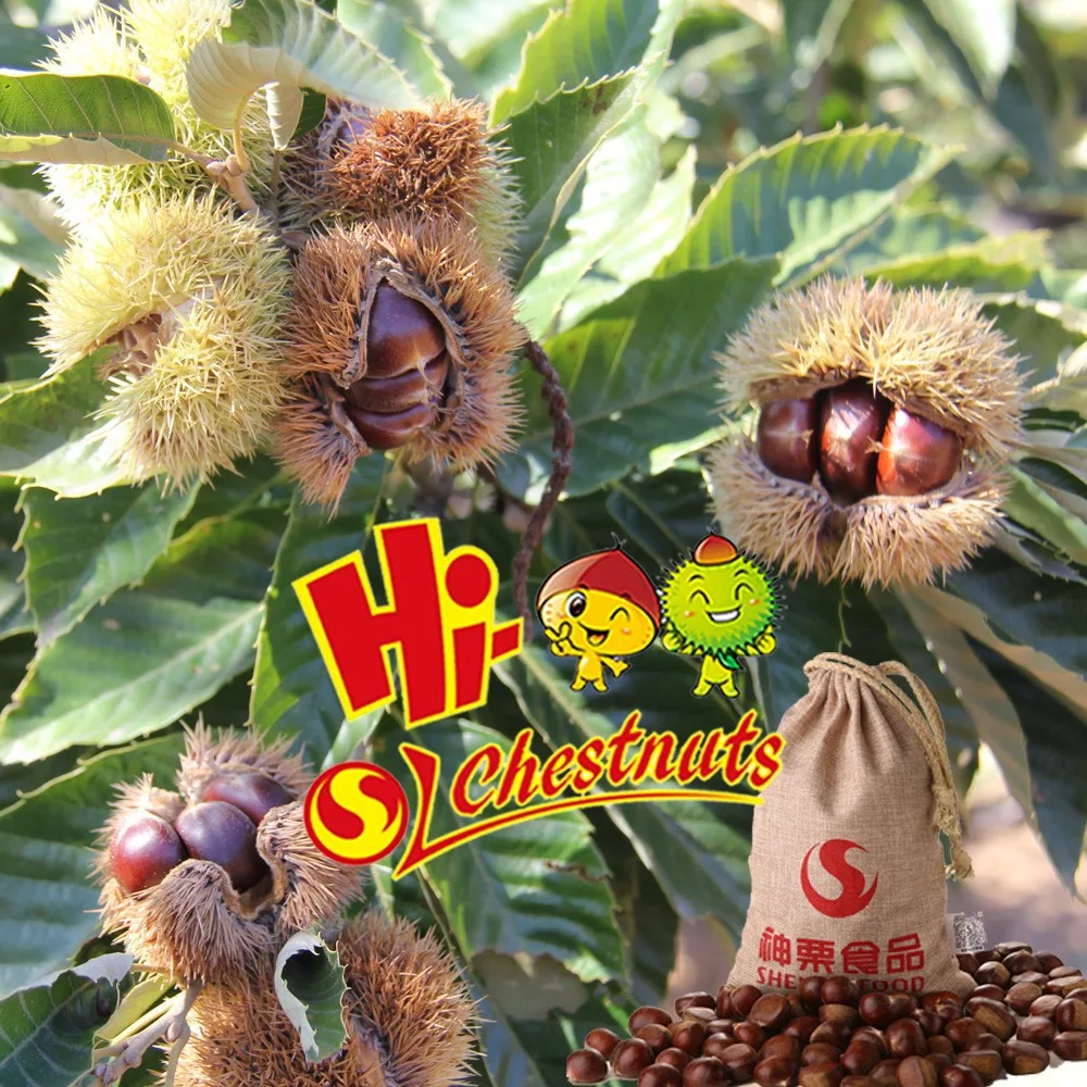 Sweet and easy peeling Chinese chestnut