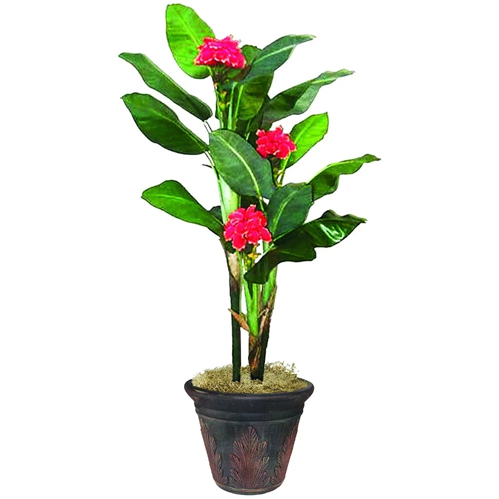 silk vision flowers wholesale banana tissue culture plants