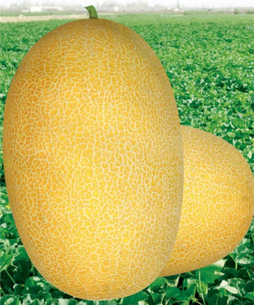 
HSM03 Kaolv oval golden yellow F1 hybrid hami melon seeds,honeydew melon 