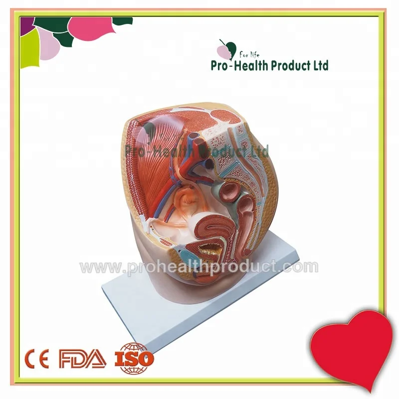 1:1 Female Genital Urinary System Pelvis Model