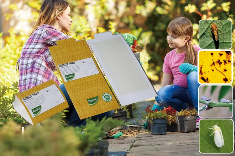 BSTW 3 year quality assurance new hot disposable insect cockroach gel trap