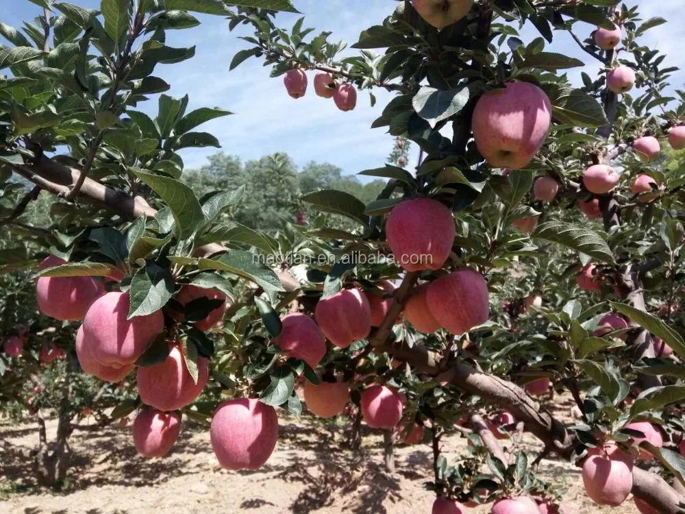  2017 свежие яблоки с красной звездой