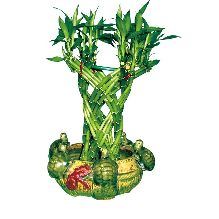 
lucky bamboo house plant lucky bamboo aquarium plant 