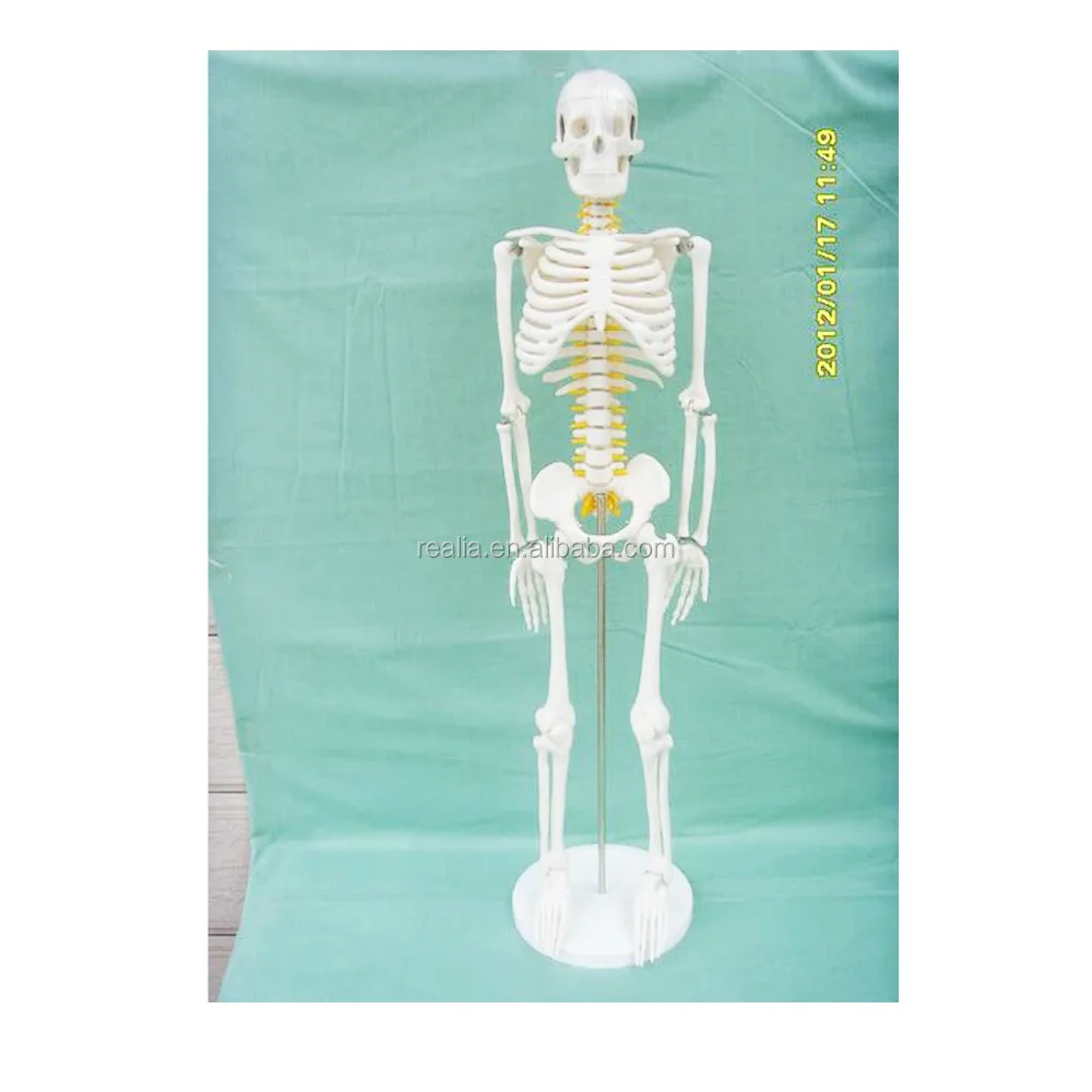 85cm skeleton model With nerve and intervertebral disc