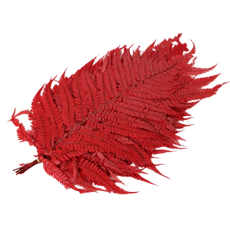 Preserved Natural Eternal Plants Preserved big Fern Leaves large green leaf plants