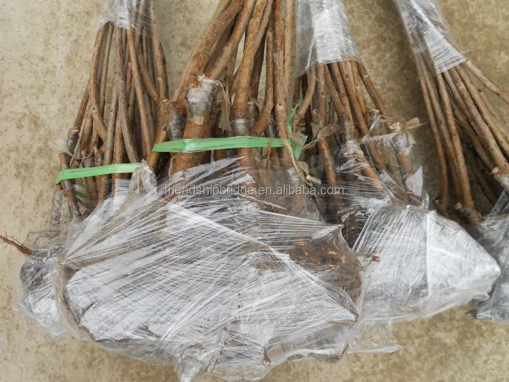 Chinese hot selling Cherry fruit seedling