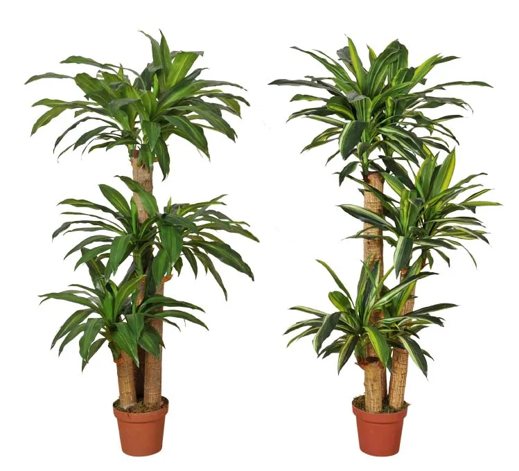 Hot sale Fake Corn plant Draceaena Fragrans artificial Dracaena angustifo plastic tree for home and office decoration