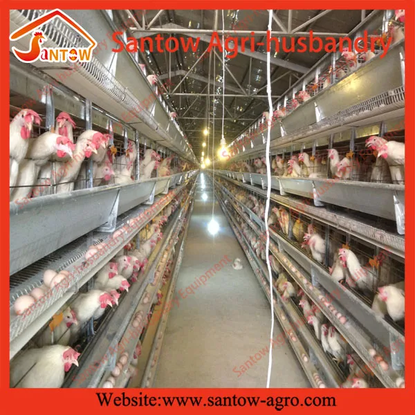 wholesale live birds trap cage on sale