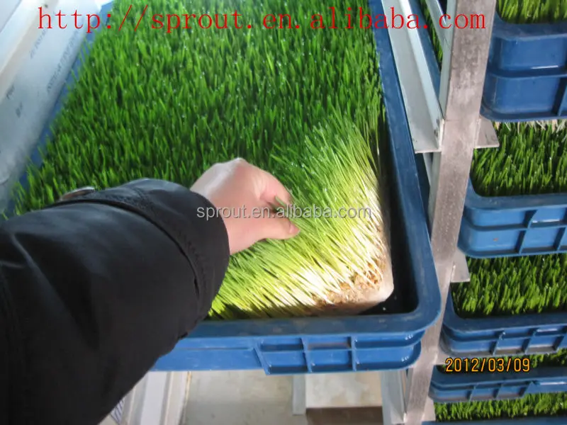  Гидропонная машина для корма животных пшеница/ячмень/кукуруза/альфальф