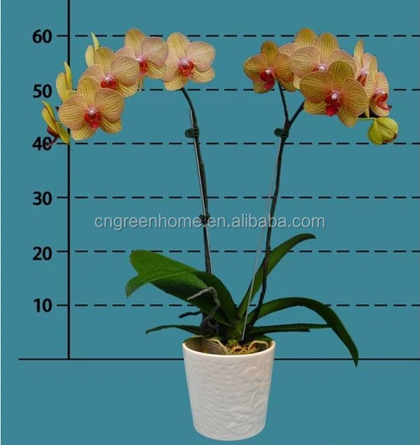 china orchid
