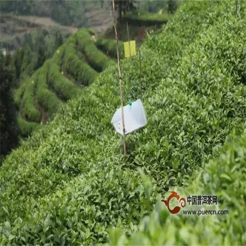 Euproctis pseudoconspersa приманка для насекомых феромона, ловушки для вредителей для защиты чайного дерева