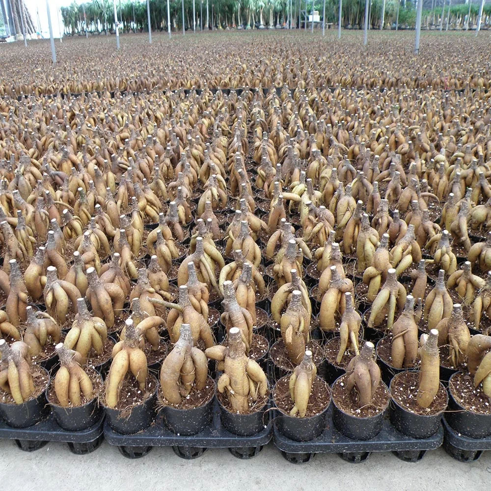 
ungrafted Ficus Microcarpa 