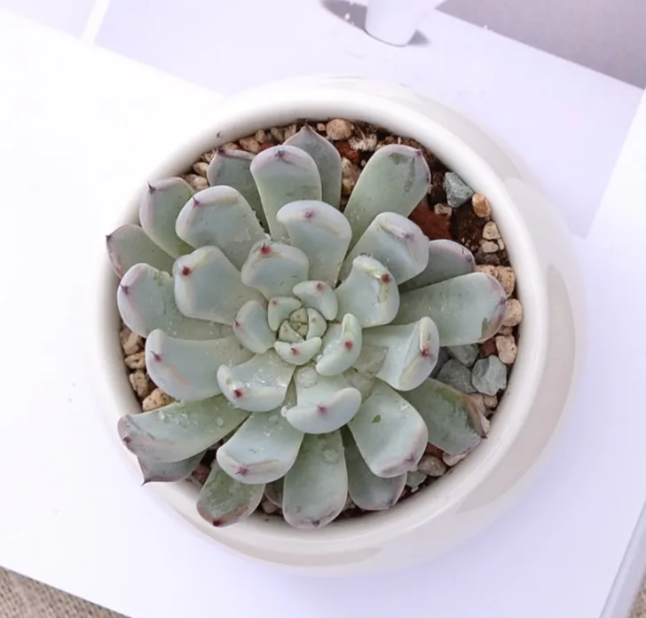 Modern Indoor Decor Small White Ceramic Flower Pot for Home, Garden Used with Flower/green Plant Round Glazed Not Support 144pcs