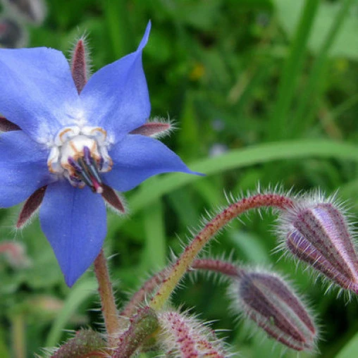 Натуральное и органическое масло семян Бора пищевого класса/масло Бора по оптовой цене