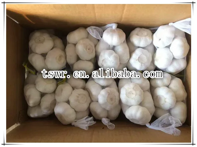 Fresh normal white garlic on sale China garlic price dried garlic