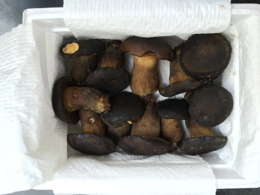 
Detan Wild Boletus Rare Edible Mushroom 