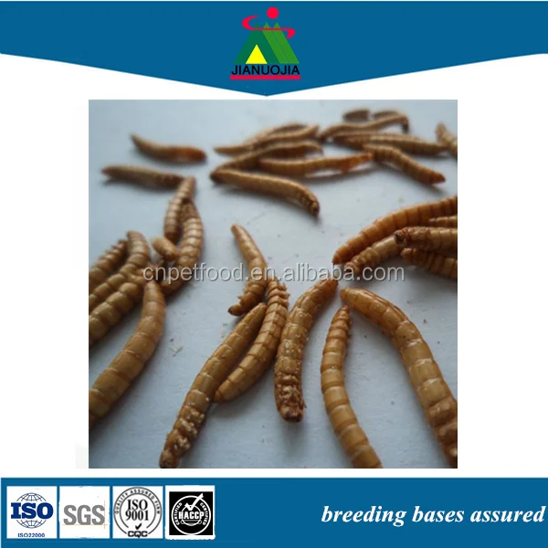 Черви и насекомые с птицами