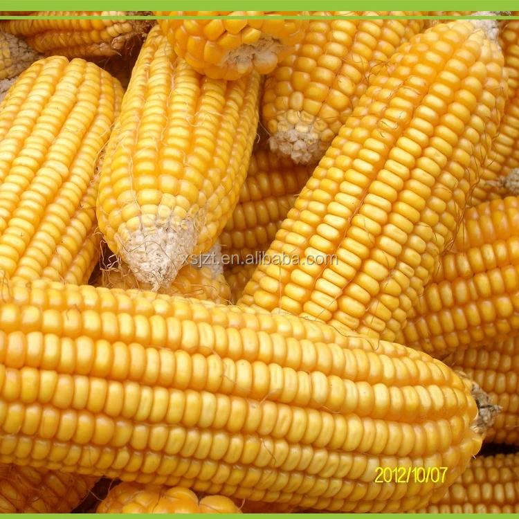 Maize corn Variety and Grain Type yellow maize for poultry feed