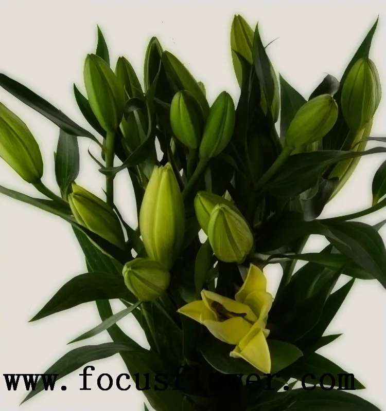 Ambient natural flowers real touch calla lily fresh touch and touch flowers yellow king plant prize supplies