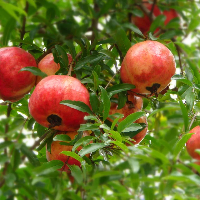 Red Sweet Pomegranate tree Fruit