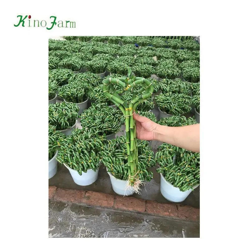 
ornamental indoor lucky bamboo plant nursery 