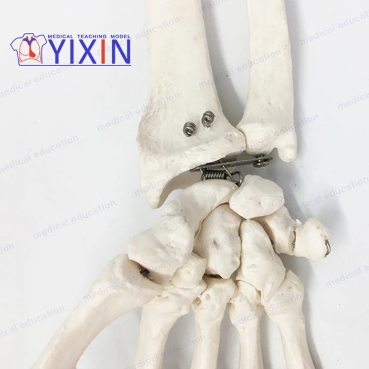 
Human skeletal model of upper limb, arm, scapula, clavicle and upper arm 