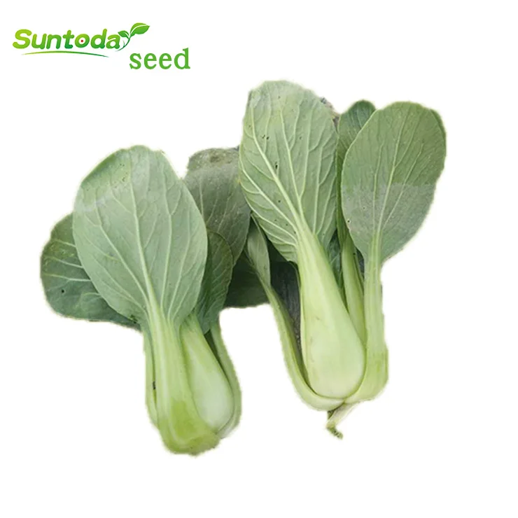 
Suntoday Chinese Asian vegetable green cabbage pakchoy seeds 1kg/bag 