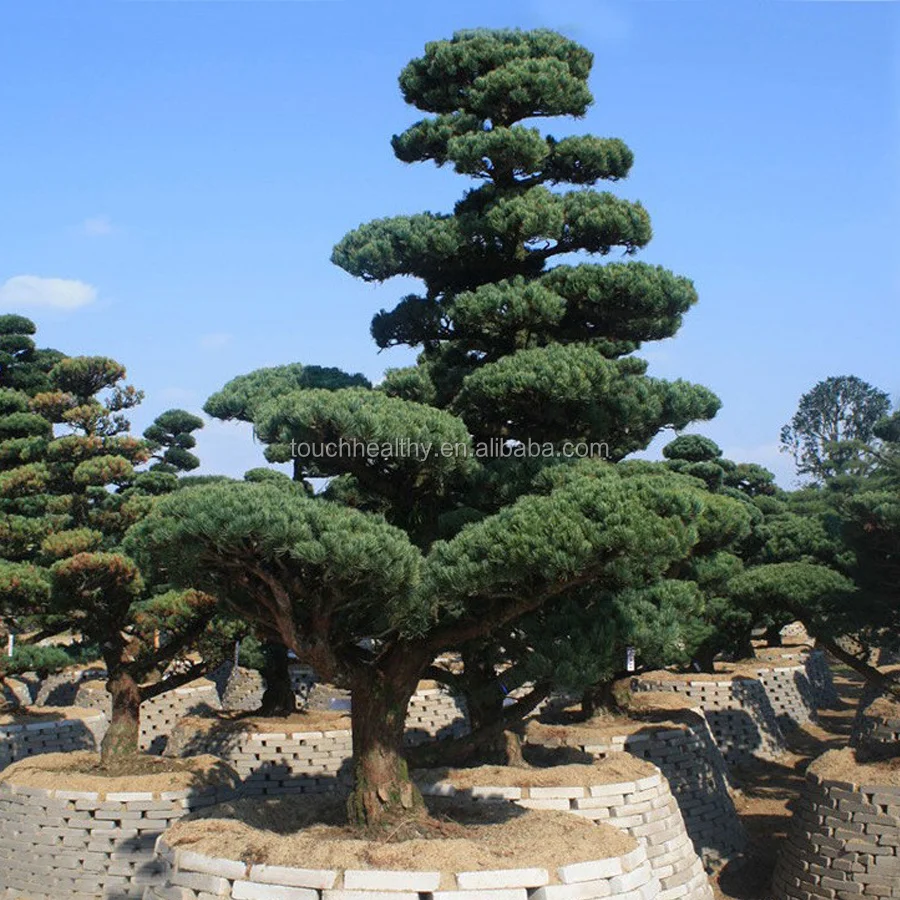 
 2021 высококачественные семена сосны с пятью листьями, семена деревьев пинуса парвифлоры  