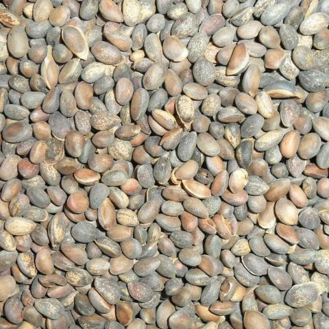 
Bai Pi Song Chinese High Sprouting White Bark Pine Seeds / Pinus bungeana Seeds 