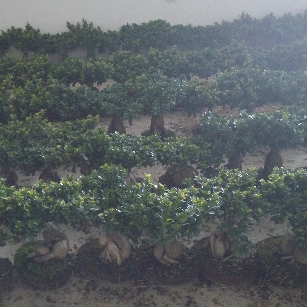 Фикус Женьшень бонсай