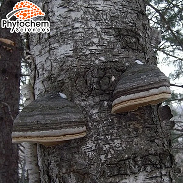 
Sell natural chaga mushroom triterpene extract organic chaga mushroom supplier raw chunke chaga mushroom 