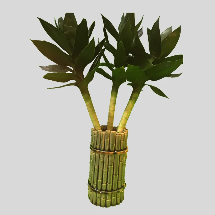 
A graded natural plants aquatic lotus lucky bamboo 