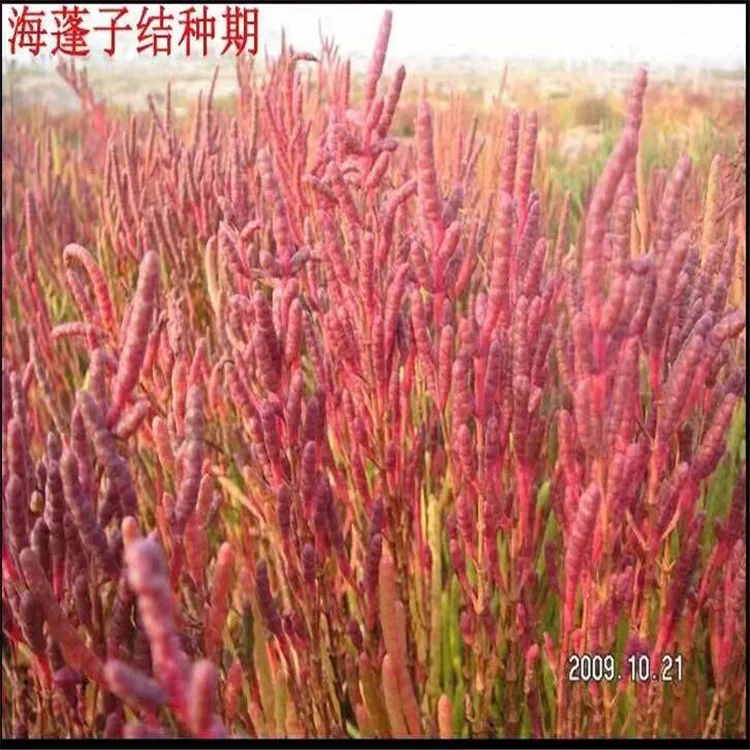 
Salicornia Europaea Seeds for Growing 