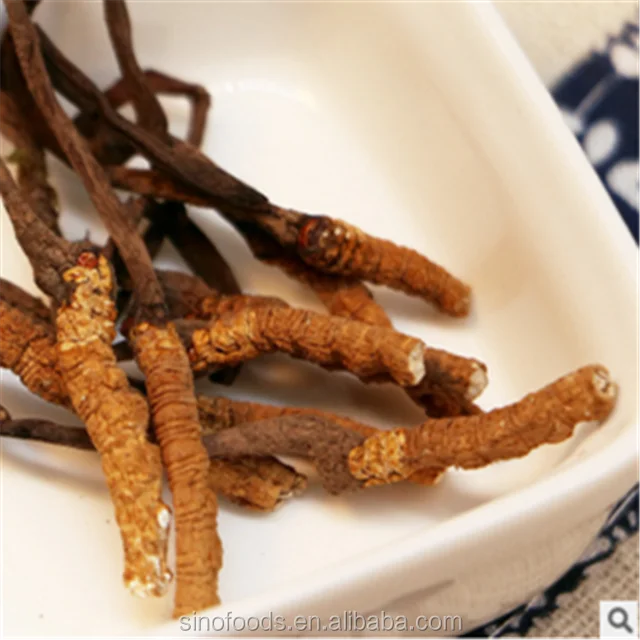 
Dong chong xia cao Cordyceps sinensis herbal remedies for cancer 