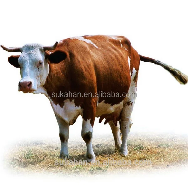 Nutritional Supplements Fattening Cattle Names Probiotics Powder