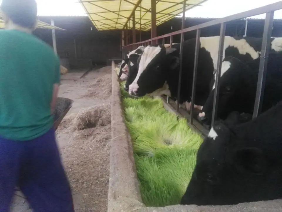 Solar&Wind Powered Farm Hydroponic Green Grass Fodder Machine built in 40HQ Freezer shipping container