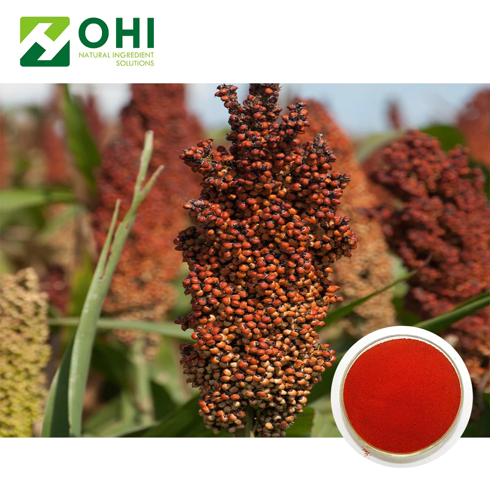 grain Sorghum seed Extract